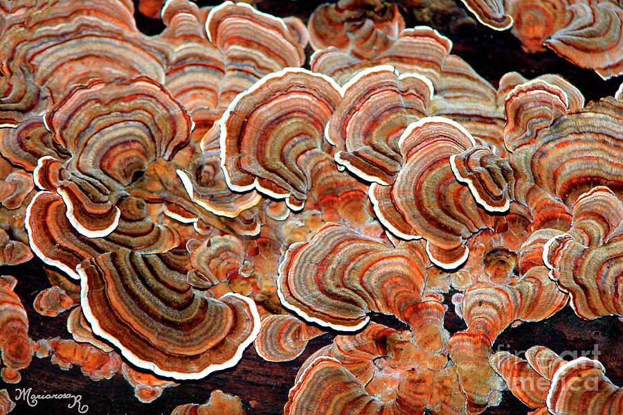 Colorful Tree Fungus Photograph by Mariarosa Rockefeller