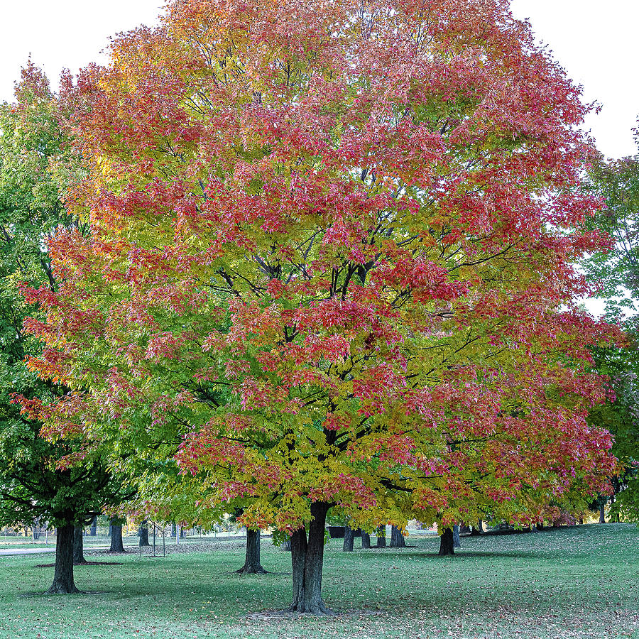 Colorful Tree in Zion, Illinois Photograph by David Morehead