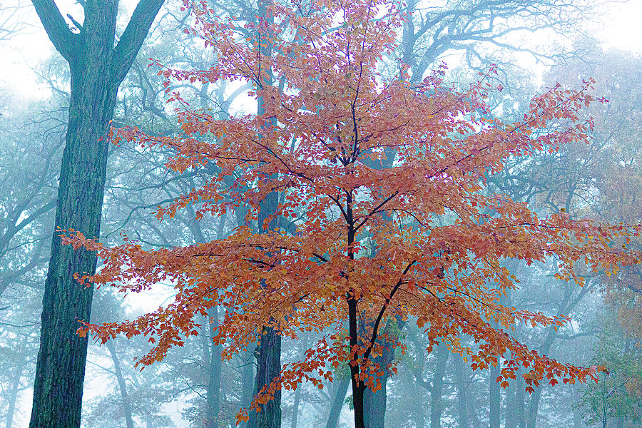 Colorful Tree on a Foggy Night - Zion, Illinois Photograph by David Morehead