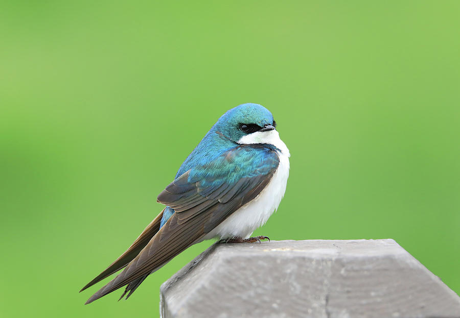 Colorful Tree Swallow Portrait Photograph by Dan Sproul