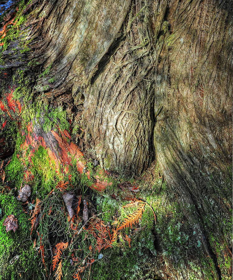 Colorful Tree Trunk - Naubinway, Michigan USA - Photograph by Edward Shotwell
