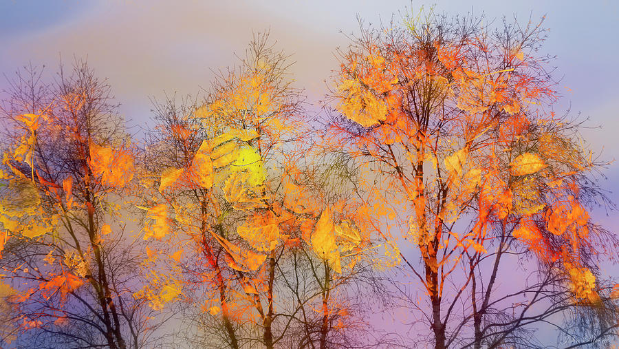 Colorful Trees Photograph by John Rivera