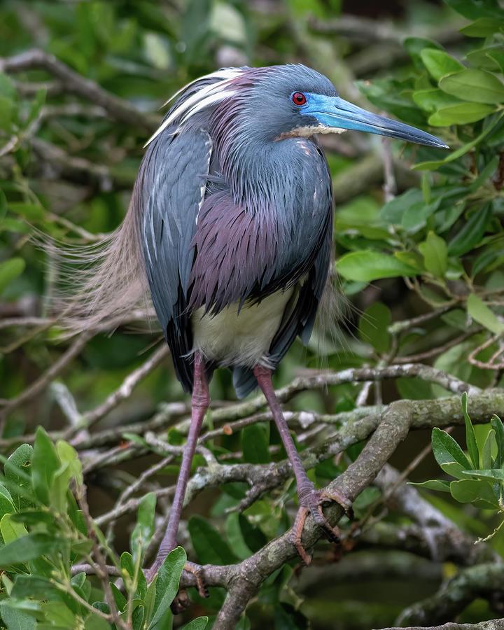 Colorful Tricolored Heron Photograph by Bradford Martin