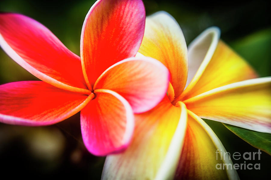 Colorful tropics Photograph by Jorgo Photography