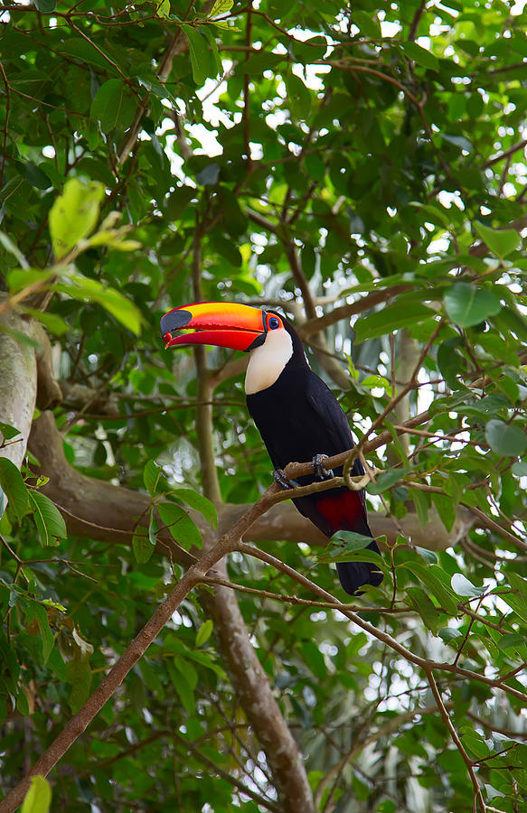 Colorful tucan Photograph by Swisshippo