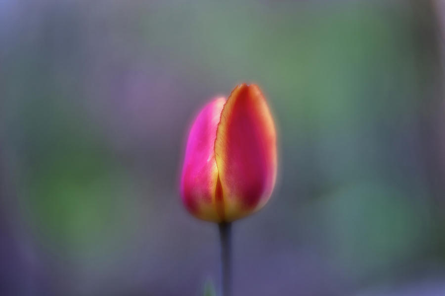 Colorful Tulip Photograph by Paul Freidlund