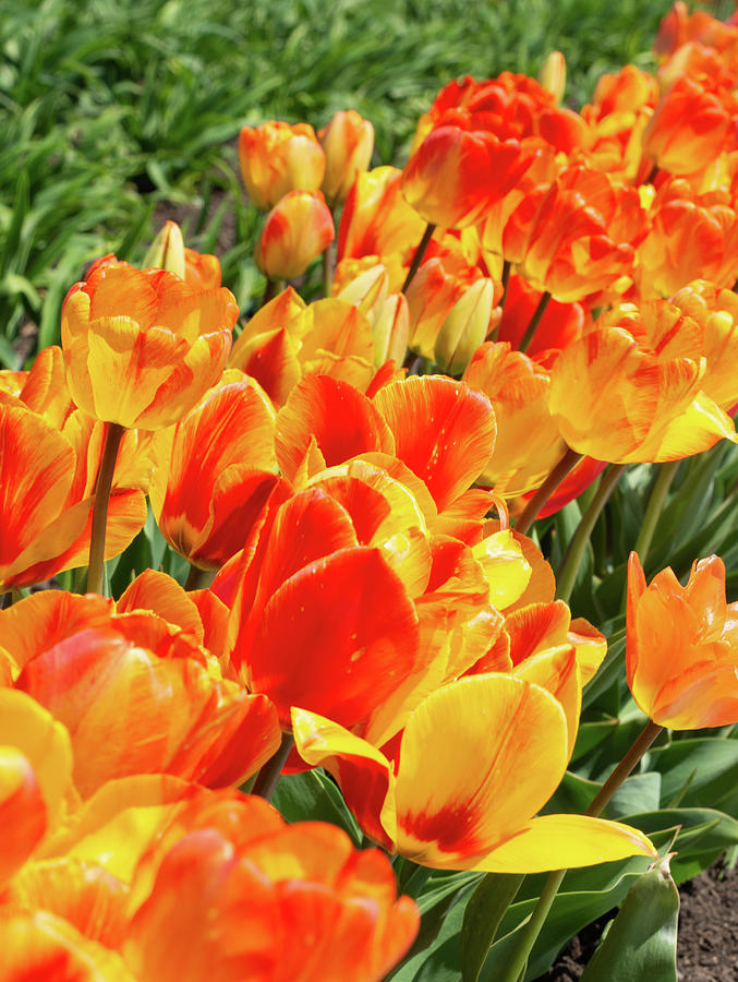 Colorful Tulips 1 Photograph by Dimitry Papkov