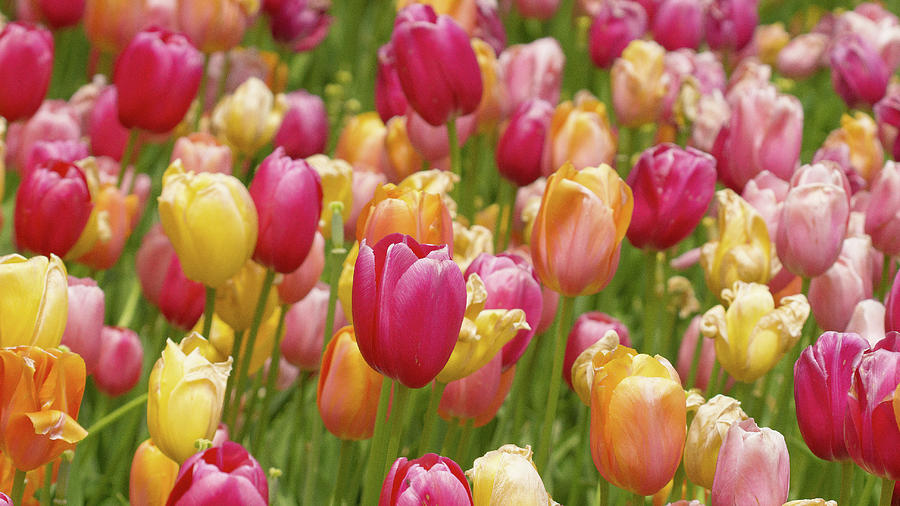 Colorful tulips Photograph by David Morehead