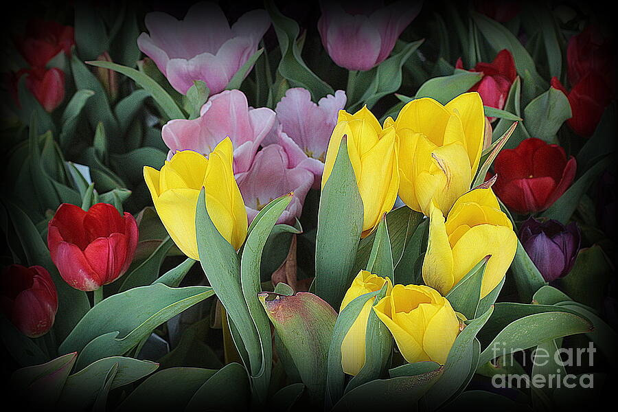 Colorful Tulips In Early Spring Photograph By Dora Sofia Caputo Fine Art America 8277