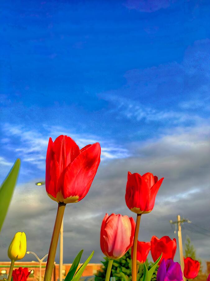 Colorful Tulips Photograph by Lisa Pearlman