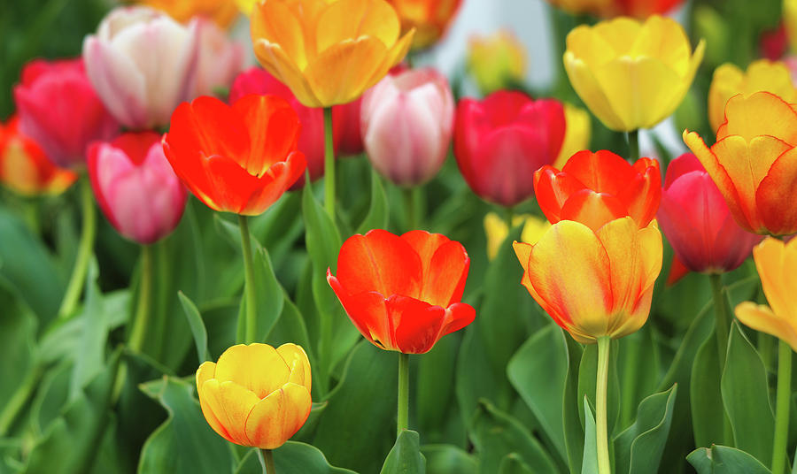 Colorful Tulips Photograph by Scott Burd