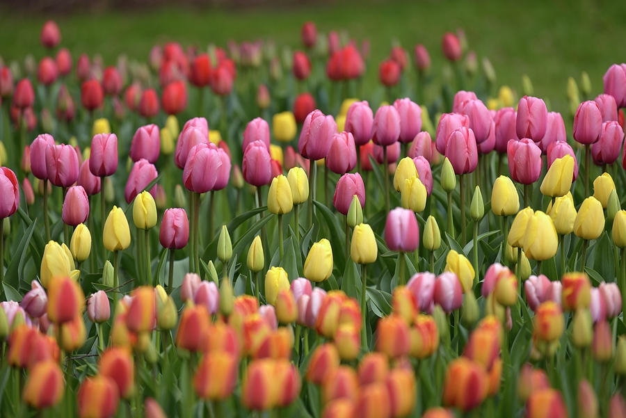 Colorful Tulips Waves Photograph by Jenny Rainbow