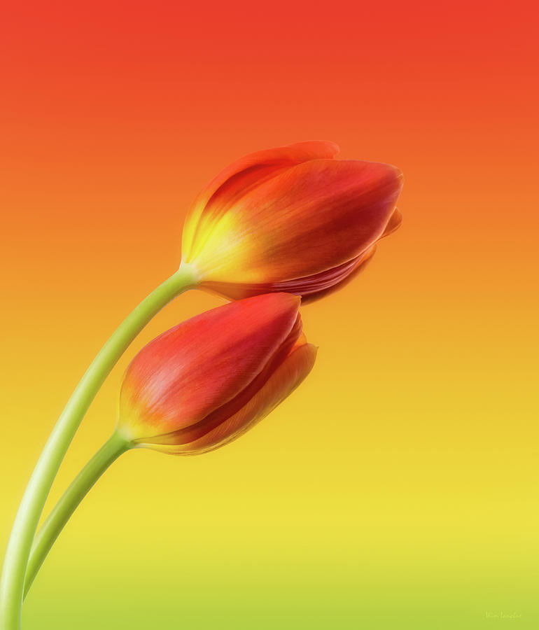 Tulips Photograph - Colorful Tulips by Wim Lanclus