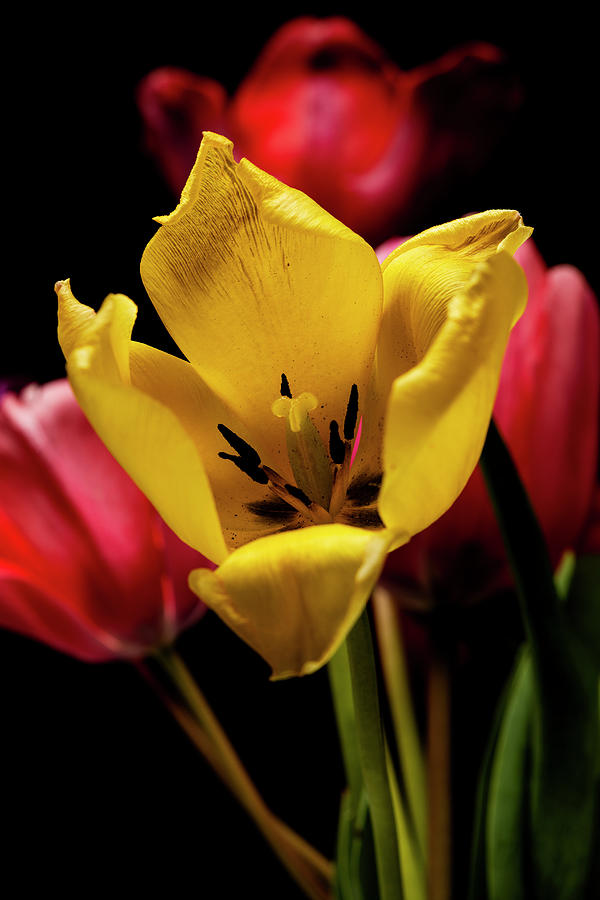 Colorful Tulips with Black Background Photograph by Art Whitton