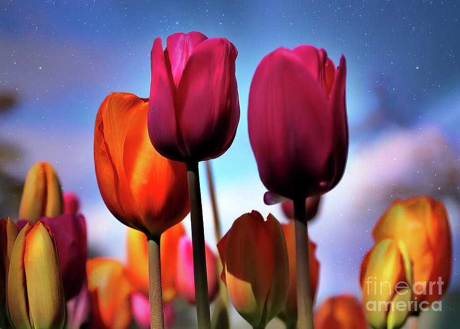 Colorful Tulips with Magical Sky Photograph by Stephanie Laird