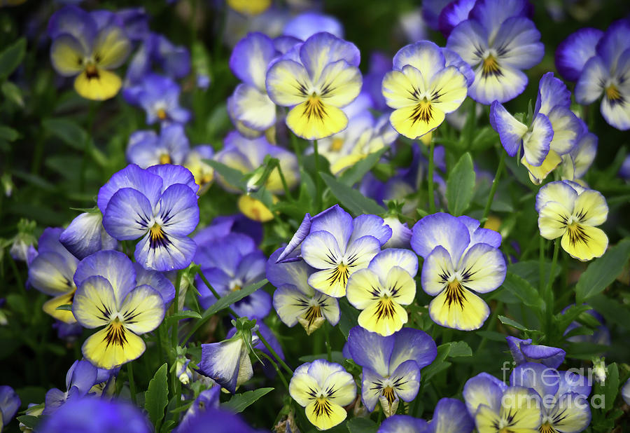 Colorful Violas Photograph by Kerri Farley