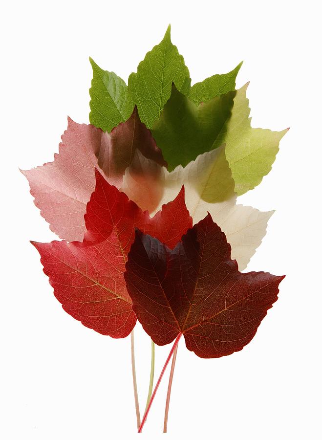 Colorful Virginia Creeper leaves Photograph by Image Professionals GmbH