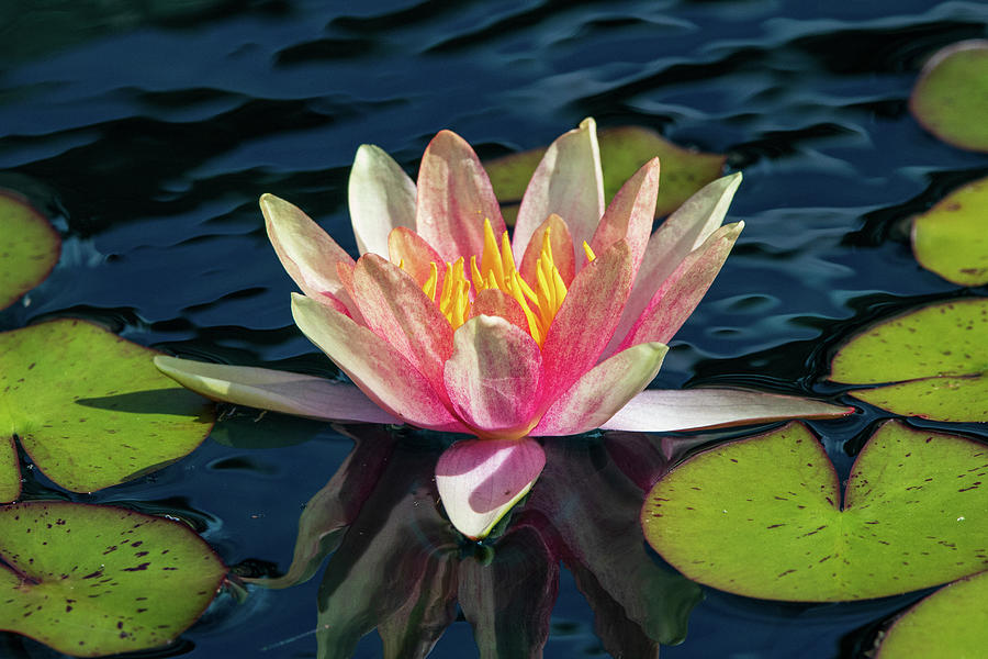 Colorful Water Lily Photograph by Chad Meyer