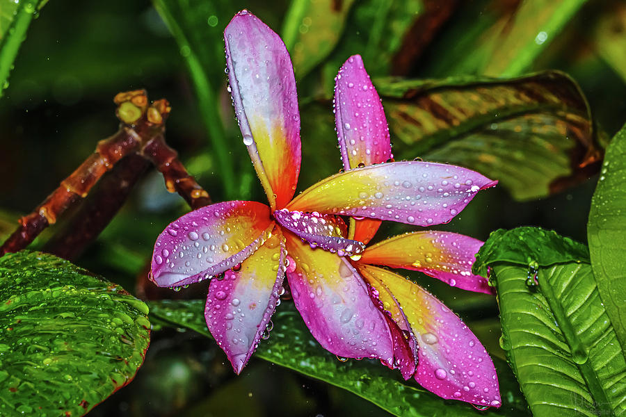 Colorful Wet Plumerias Photograph by John Bauer