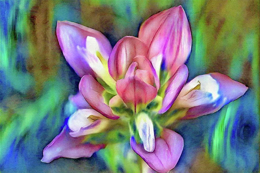 Colorful Wildflower Close Up Digital Art by Gaby Ethington