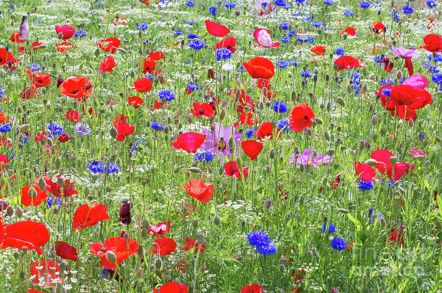 Colorful Wildflowers Photograph by Bryan Attewell