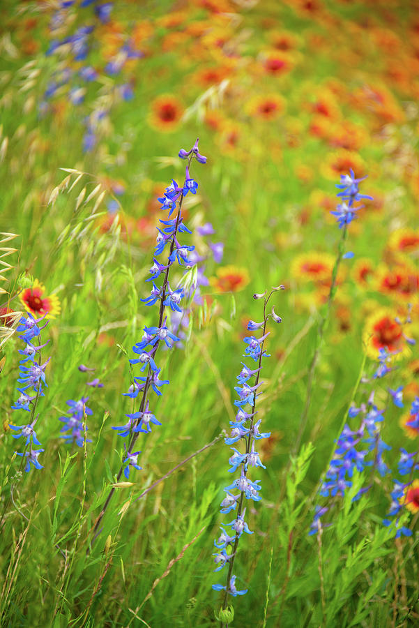 Colorful Wildflowers of the Texas Hill Country 2 Photograph by Lynn Bauer