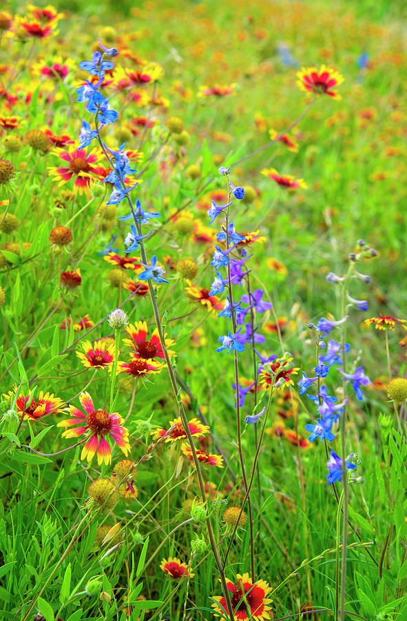 Colorful Wildflowers of the Texas Hill Country 3 Photograph by Lynn Bauer