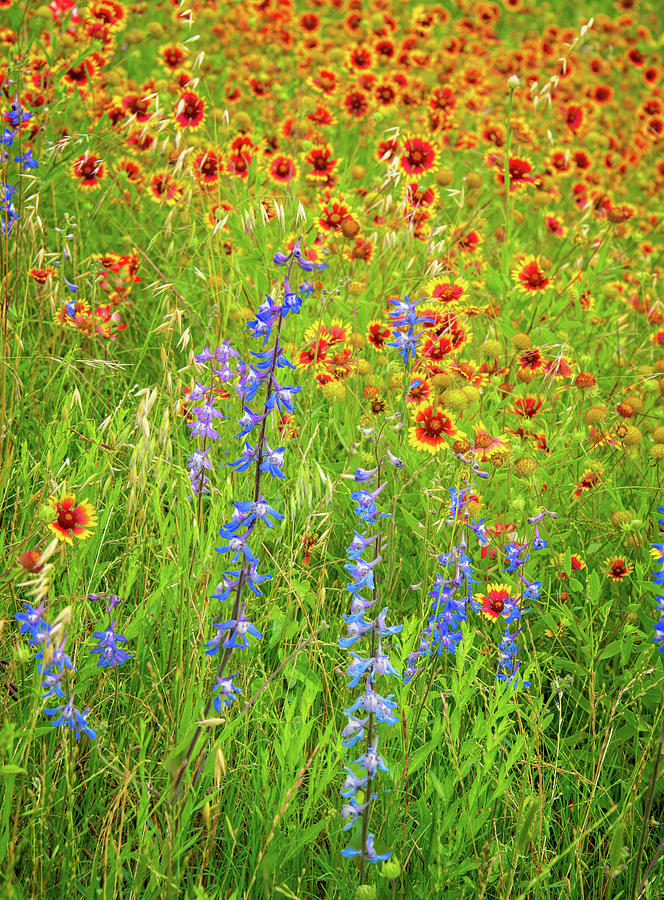 Colorful Wildflowers of the Texas Hill Country Photograph by Lynn Bauer