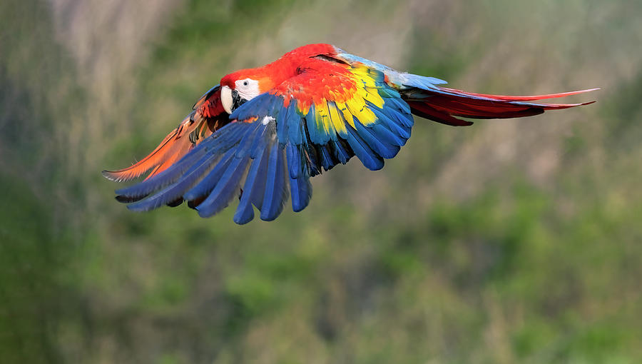 Colorful Wings Photograph by Art Cole