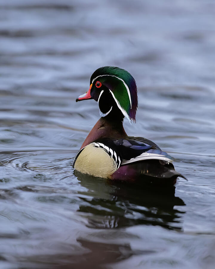 Colorful Wood Duck Photograph by Gary Langley
