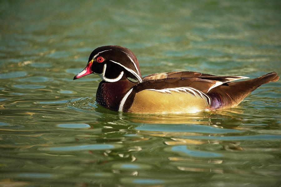 Colorful Wood Duck Photograph by Jamie Pattison