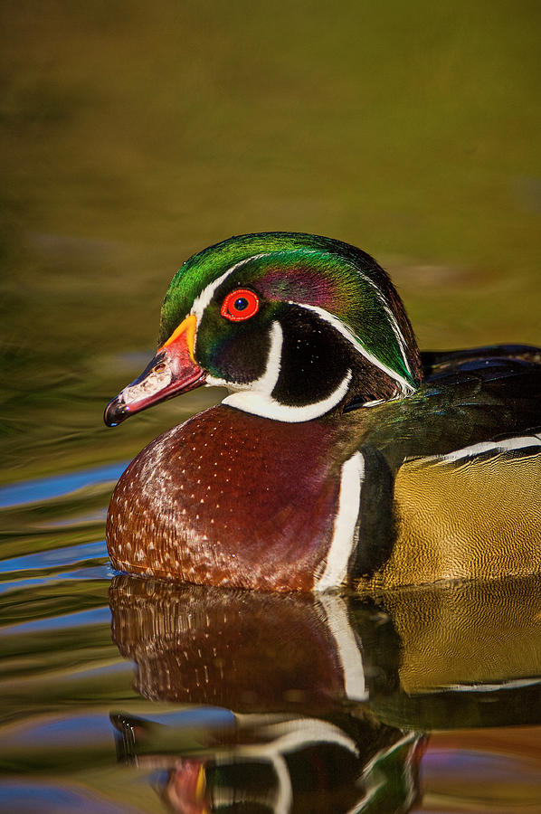 Colorful Wood Duck Portrait Photograph by Mark Graf