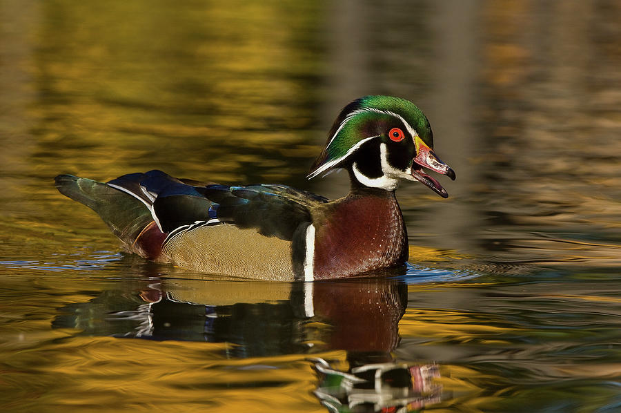 Colorful wood duck quacking Photograph by Mark Graf