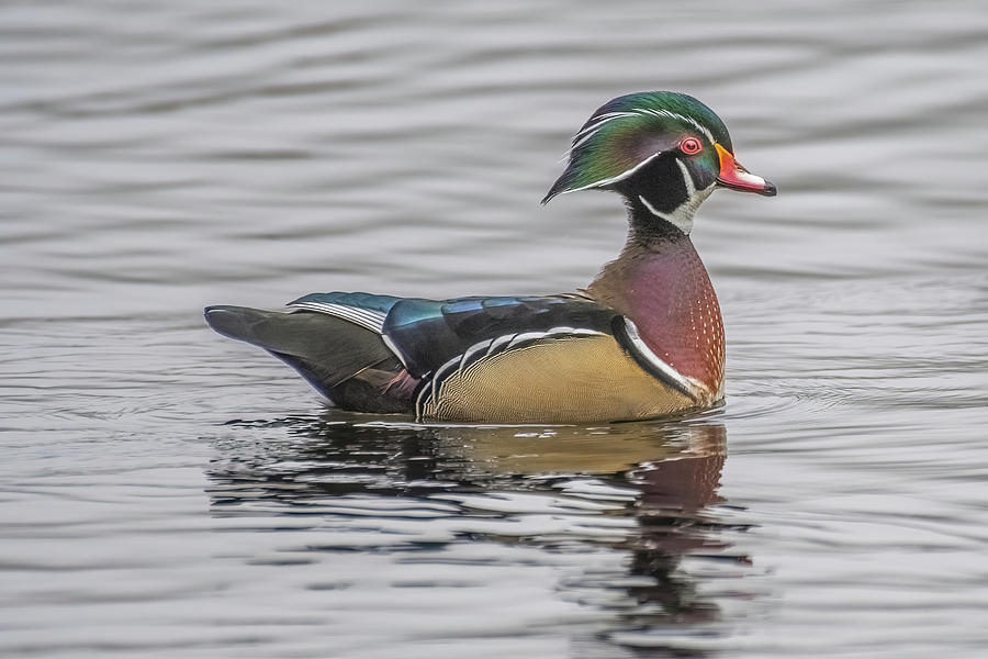 Colorful Woodduck Photograph by Jerry Cahill