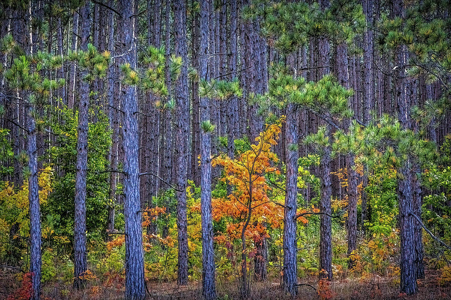 Colorful Yellow Orange Maple Tree among a Grove of Pine Trees Photograph by Randall Nyhof