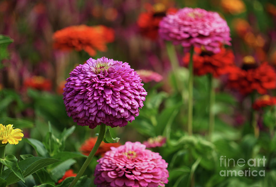 Colorful Zinnia Garden Photograph