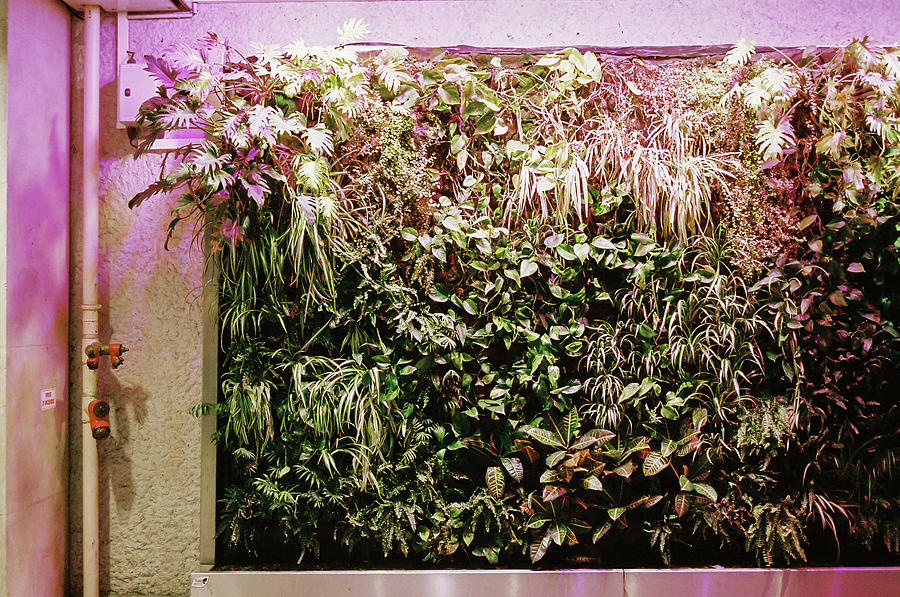 Colorfull vegetal wall Photograph by Barthelemy De Mazenod