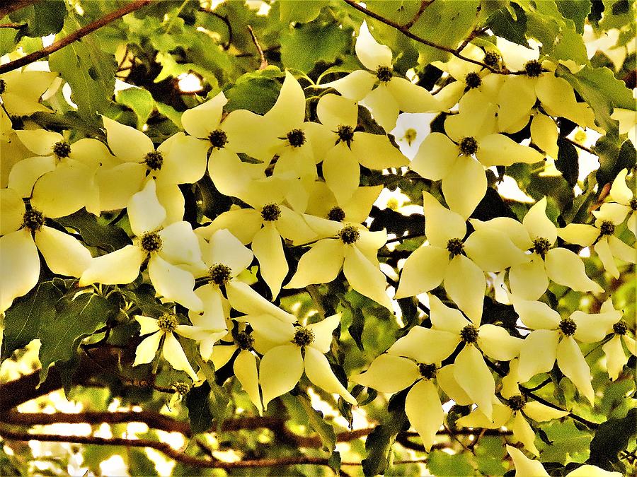 Colorized Japanese Dogwood Flowers Photograph by Linda Stern