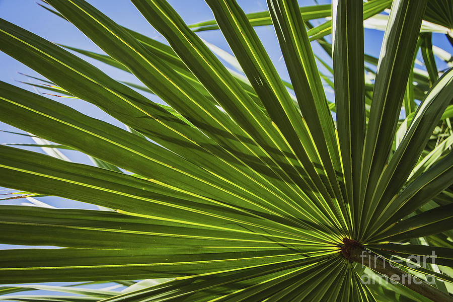 Colorized Wide Palm Leaves Nature / Botanical Photograph Photograph by PIPA Fine Art - Simply Solid