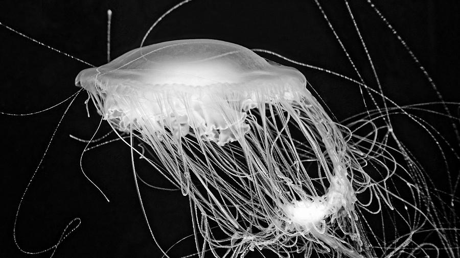 Colorless - Fried-Egg Jellyfish Photograph by KJ Swan