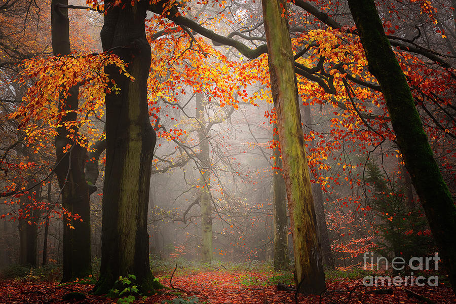 Fall Photograph - Colors an Light by Kees Van Dongen