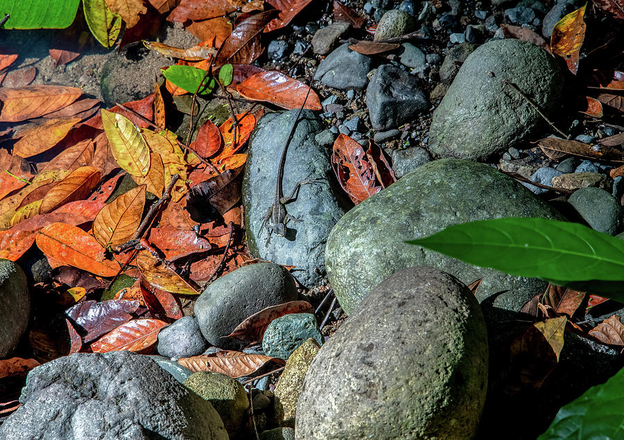 Colors and Textures of the Rainforest, Costa Rica Photograph by Marcy Wielfaert