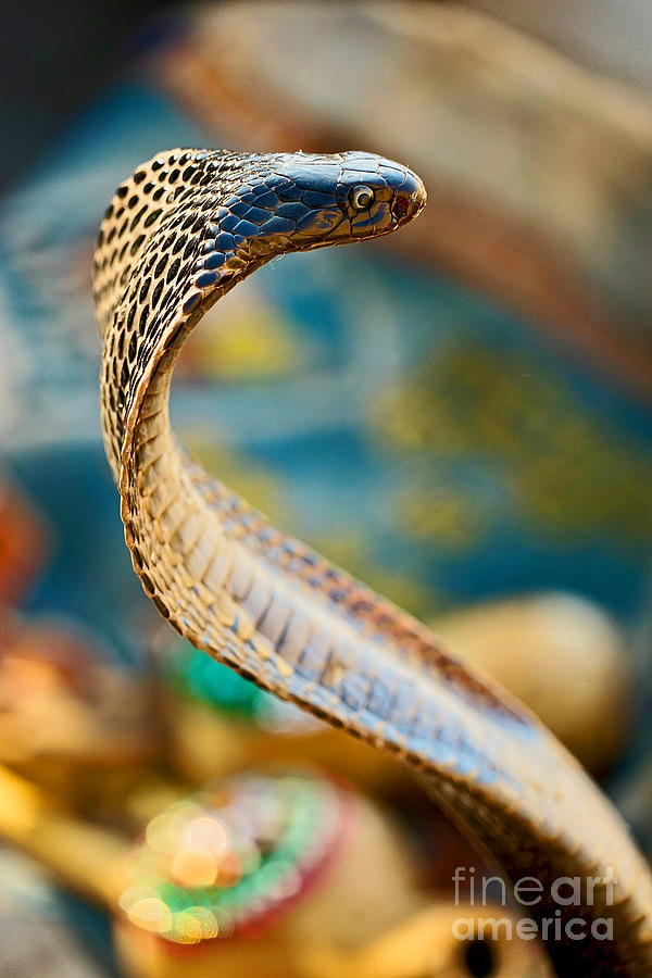 Cobra Photograph - Colors of a Cobra by Michael Cinnamond