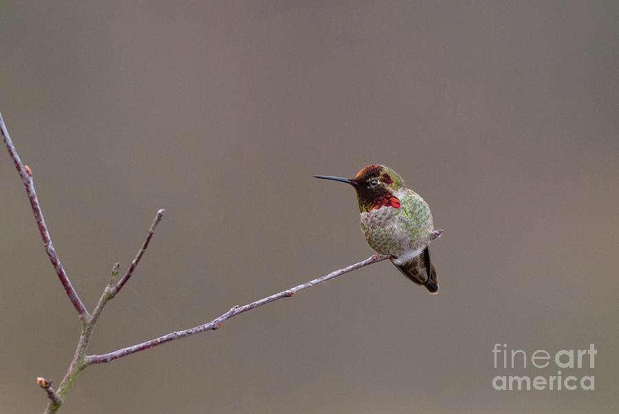 Colors of Annas Hummingbird Photograph by Nancy Gleason