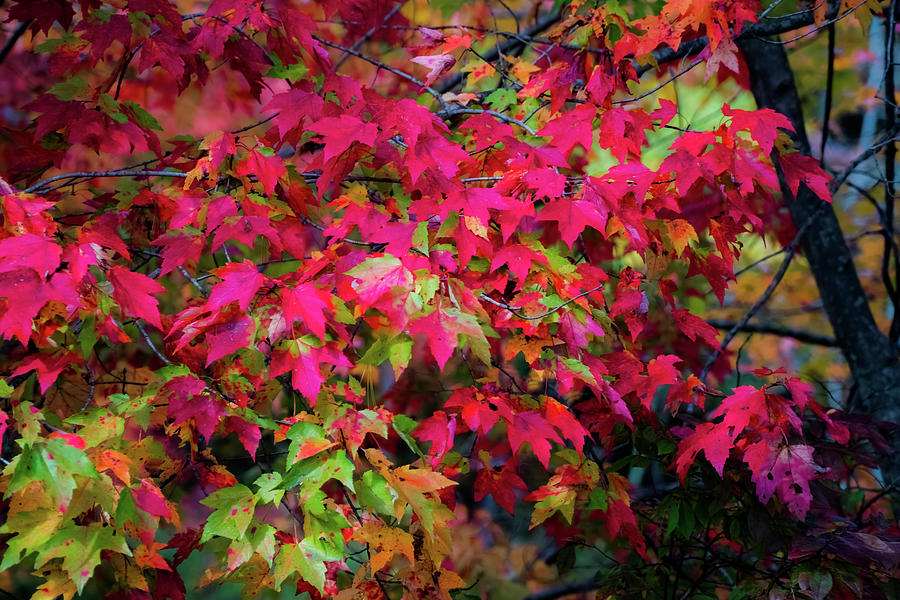 Colors Of Autumn 2 Photograph