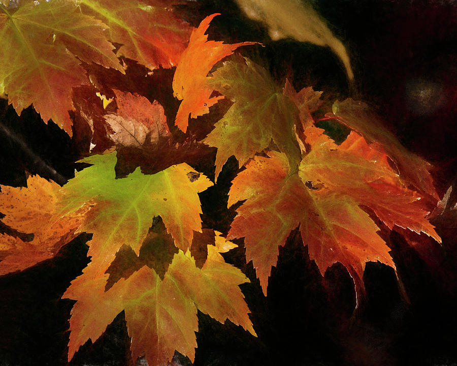 Colors of Autumn Photograph by Cathy Kovarik