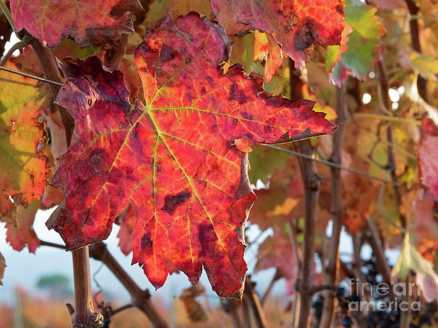 Colors of Autumn Photograph by Christopher Wentworth Colors of Autumn Photograph by Christopher Wentworth