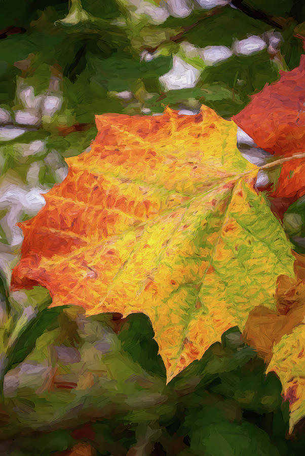 Colors Of Autumn Photograph