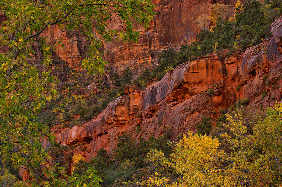 Colors Of Autumn In Zion Canyon Photograph by Stephen Vecchiotti