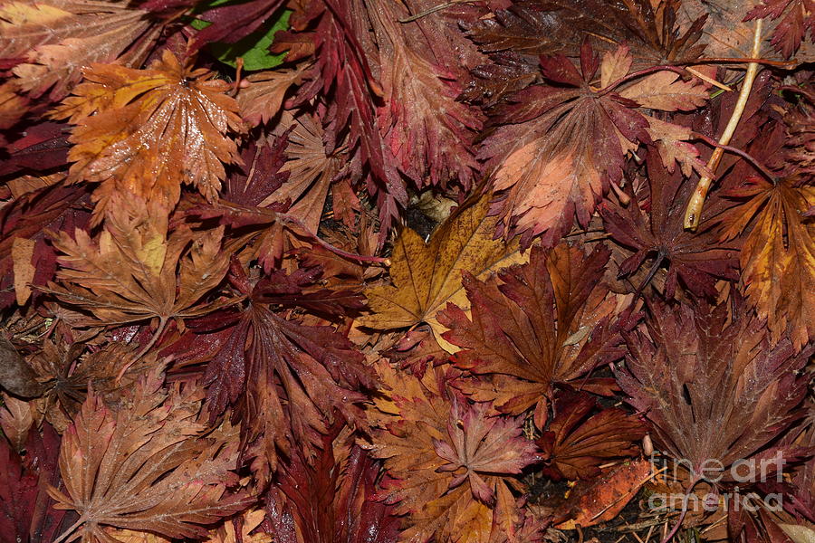 Colors of Autumn Leaves  Photograph by LaDonna McCray